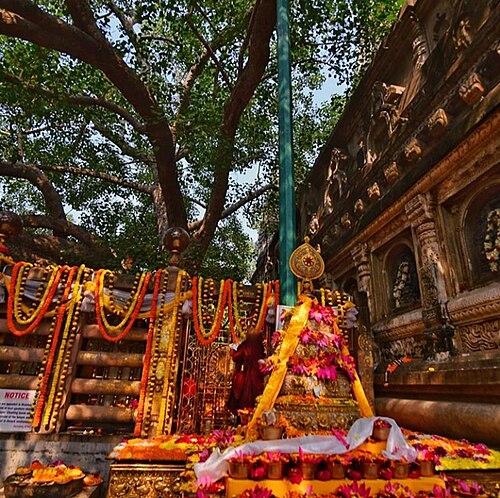 The Bodhi tree at the Mahabodhi temple in Bodh Gaya, where the Buddha gained enlightenment